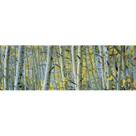 Panoramic Images PPI98392L Aspen trees in a forest  Rock Creek Lake  California  USA Poster Print by Panoramic Images - 36 x 12