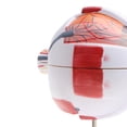 thumbnail image 4 of Modelo de Globo de Ojos Sunnimix Material de Laboratorio Herramienta de Estudio, 4 of 8