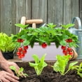 thumbnail image 7 of Rongsi Window Box Planter, 7 Pack Plastic Vegetable Flower Planters Boxes 17 Inches Rectangular Flower Pots with Saucers for Indoor Outdoor Garden, Patio, Home Decor (White), 7 of 7