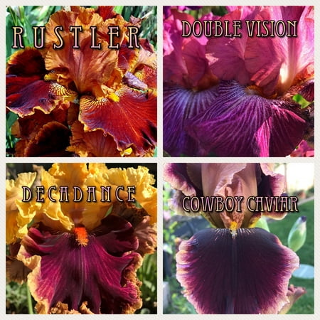 - 4 Tall Bearded Irises - Iris 4 Combo Pack - Tall Bearded Iris Rhizomes Beauty Mix