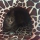 thumbnail image 5 of Strawberry Pet Dog Cat Bed House Kennel Doggy Puppy Basket Pad (Leopard XL), 5 of 9