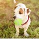 thumbnail image 4 of Pelota de tenis de goma de 4 Uds., juguete no tóxico para limpieza de dientes con sonido, protección para morder, para perros y mascotas, 4 of 8