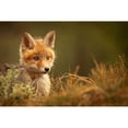 thumbnail image 3 of Adamec, Robert 14x11 Black Modern Framed Museum Art Print Titled - Fox, 3 of 5
