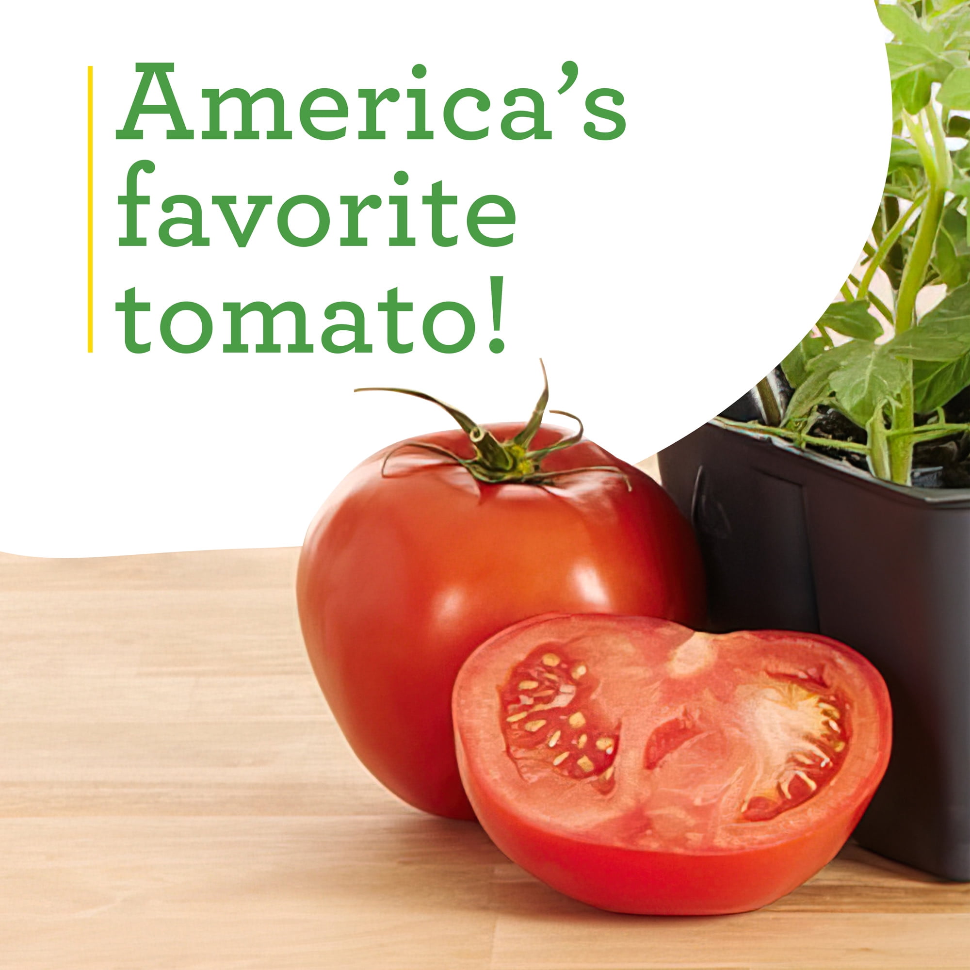 (2 pack) Bonnie Plants Better Boy Tomato 19.3 oz.