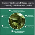 thumbnail image 5 of 5.2oz Dried Mango Leaves  Hojas de Mango Secas , 100% Natural Leaf Tea , Non-GMO, Herbal Loose Tea , Caffeine-Free by Akshit, 5 of 9