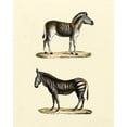 thumbnail image 2 of Vision Studio 15x18 White Modern Wood Framed Museum Art Print Titled - Animal Studies I, 2 of 4
