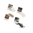 thumbnail image 1 of life Cycle Figurines Toy Educational Realistic for Party Favors Teaching Aids Project Ants, 1 of 9