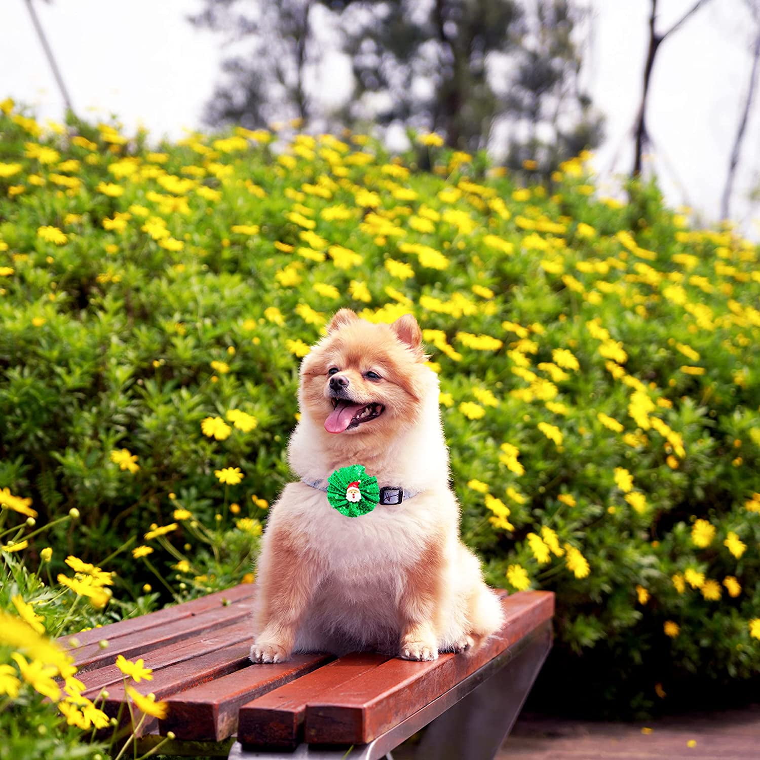 Dog collars with bows and flowers hot sale
