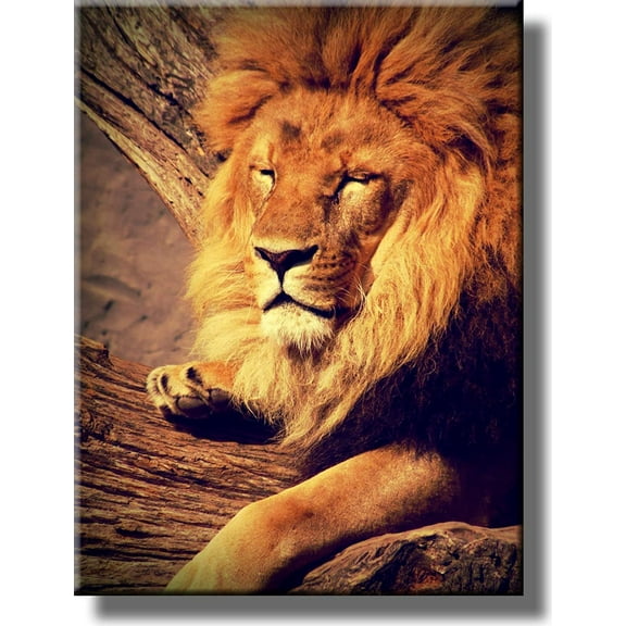 Lion Resting Picture on Stretched Canvas, Wall Art D?cor, Ready to Hang!