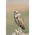 thumbnail image 2 of Kaveney, Wendy 17x24 White Modern Wood Framed Museum Art Print Titled - USA, Arizona, Buckeye Burrowing owl close-up, 2 of 4