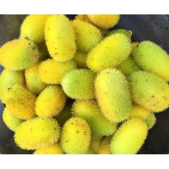 Hedgehog Gourd Seeds for Planting (30 Seeds) - Cucumis dipsaceus