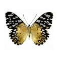 thumbnail image 2 of Art.com Golden Butterfly IV Art Print by Julia Bosco, 24" x 18", 2 of 4