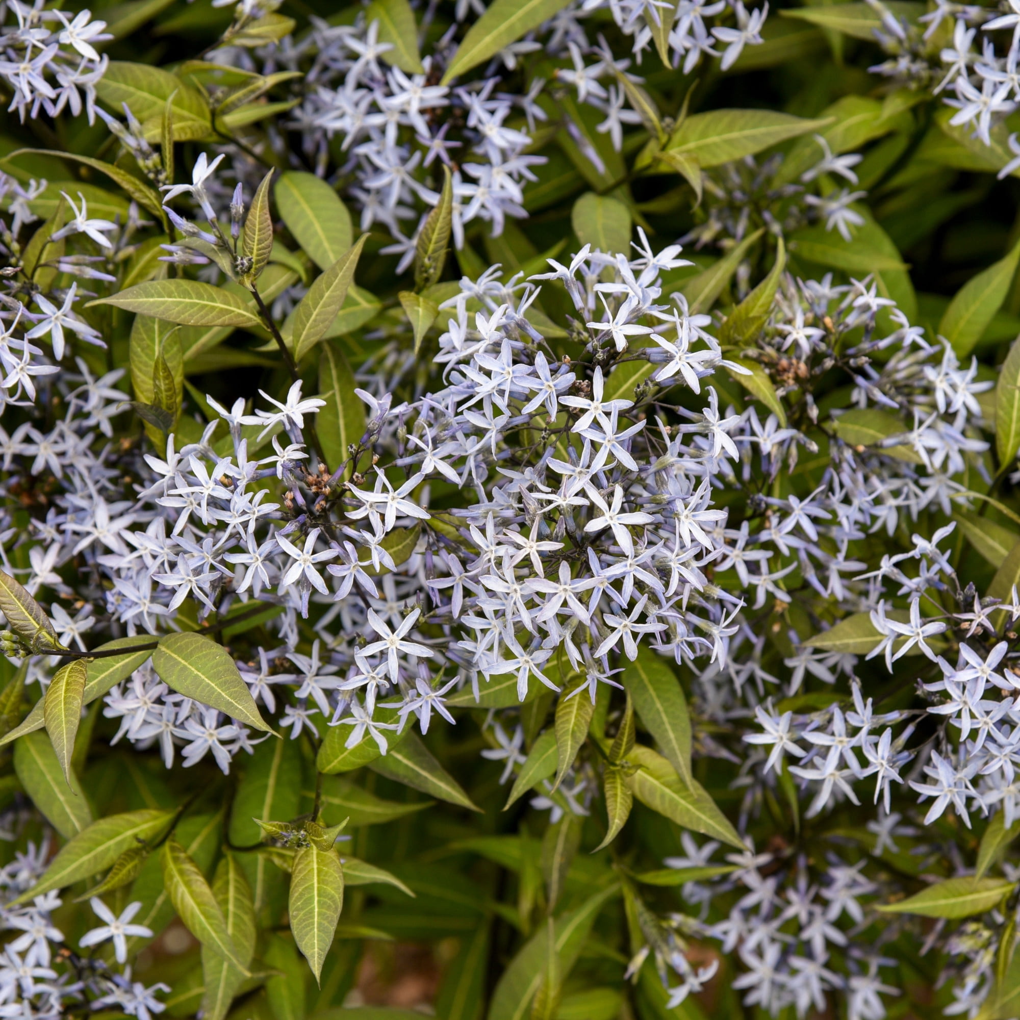 Proven Winners 6" Blue 'Storm Cloud' Bluestar Live Plant in 7.5" Pot
