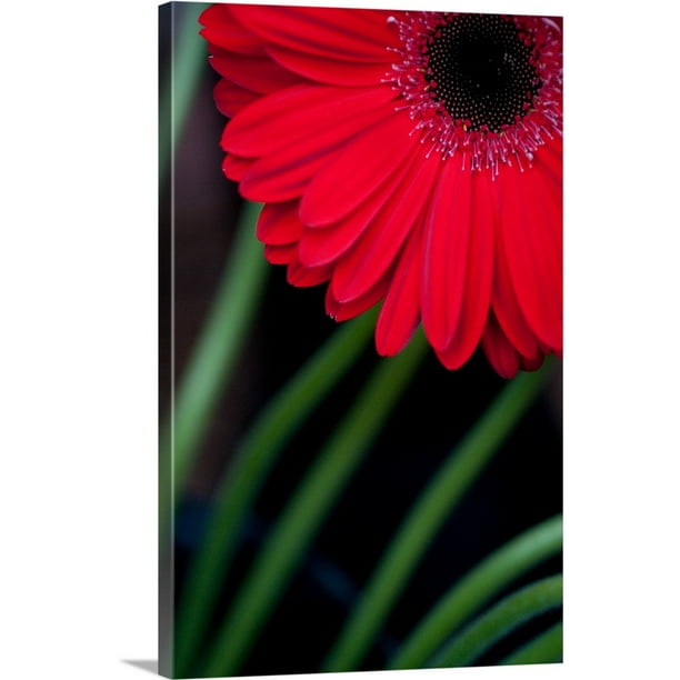 Great Big Canvas Red Gerbera Daisy Wall Art 32x48 Com - Gerbera Daisy Canvas Wall Art Great Big Canvas Red Gerbera Daisy Wall Art 32x48 Com - Gerbera Daisy Canvas Wall Art