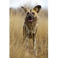 thumbnail image 2 of Zuckerman, Jim 11x14 Gold Ornate Wood Framed with Double Matting Museum Art Print Titled - Africa, Namibia Wild dog close-up, 2 of 4