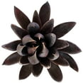 thumbnail image 2 of Echeveria Black Knight (4"+ Clay Pot) - Tiny, Lovely, Easy to Care Rosette Succulents - Live Succulents for Home Indoor Place, 2 of 9