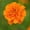Deep Orange, variant on French Marigold Flower Garden Seeds - Janie Series - Harmony - 1000 Seeds - Annual Flower Gardening Seeds - Tagetes patula