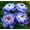 c, variant on Peonies for planting (natural, not artificial)—fast-germinating, easy-to-grow ornamental plants that make for delightful garden accents and are deer-resistant.