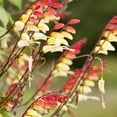 thumbnail image 6 of Outsidepride Mina Lobata - 200 Seeds, 6 of 7