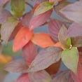 thumbnail image 5 of Fire Light Tidbit® Panicle Hydrangea, 5 of 6