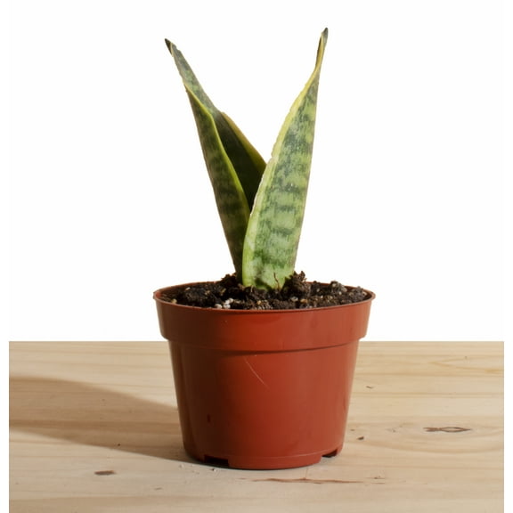 Sansevieria Laurentii 'Snake Plant' House Plant in 4" Grow Pot