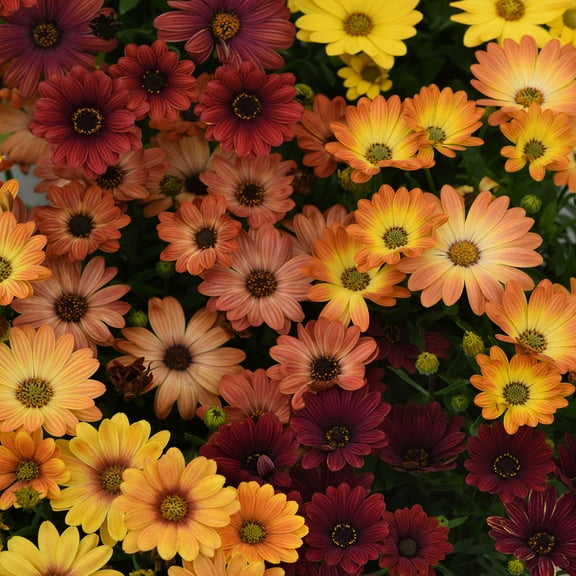 Drought Tolerant Osteospermum Akila Sunset Shade African Daisies Seeds - 20 Seeds
