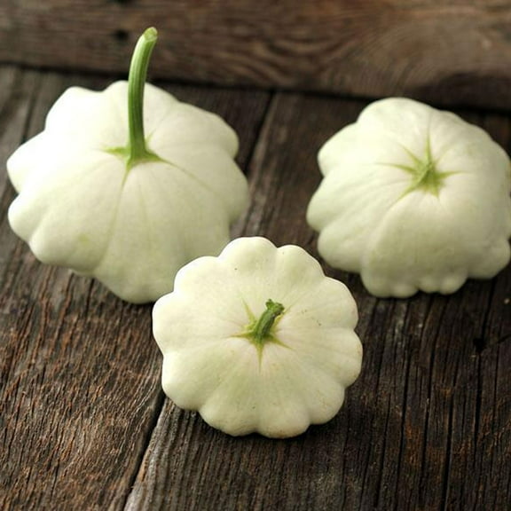Organic Benning's Green Tint Scallop Squash - 4 g ~35 Seeds - Organic, Vegetable Gardening - Heirloom, Non-GMO, Open Pollinated - Summer Squash
