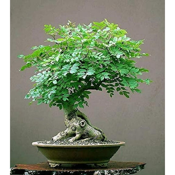CZ Grain Bonsai Seeds 20  Moringa Tree Plant Seeds, Edible and Nutritious Leave