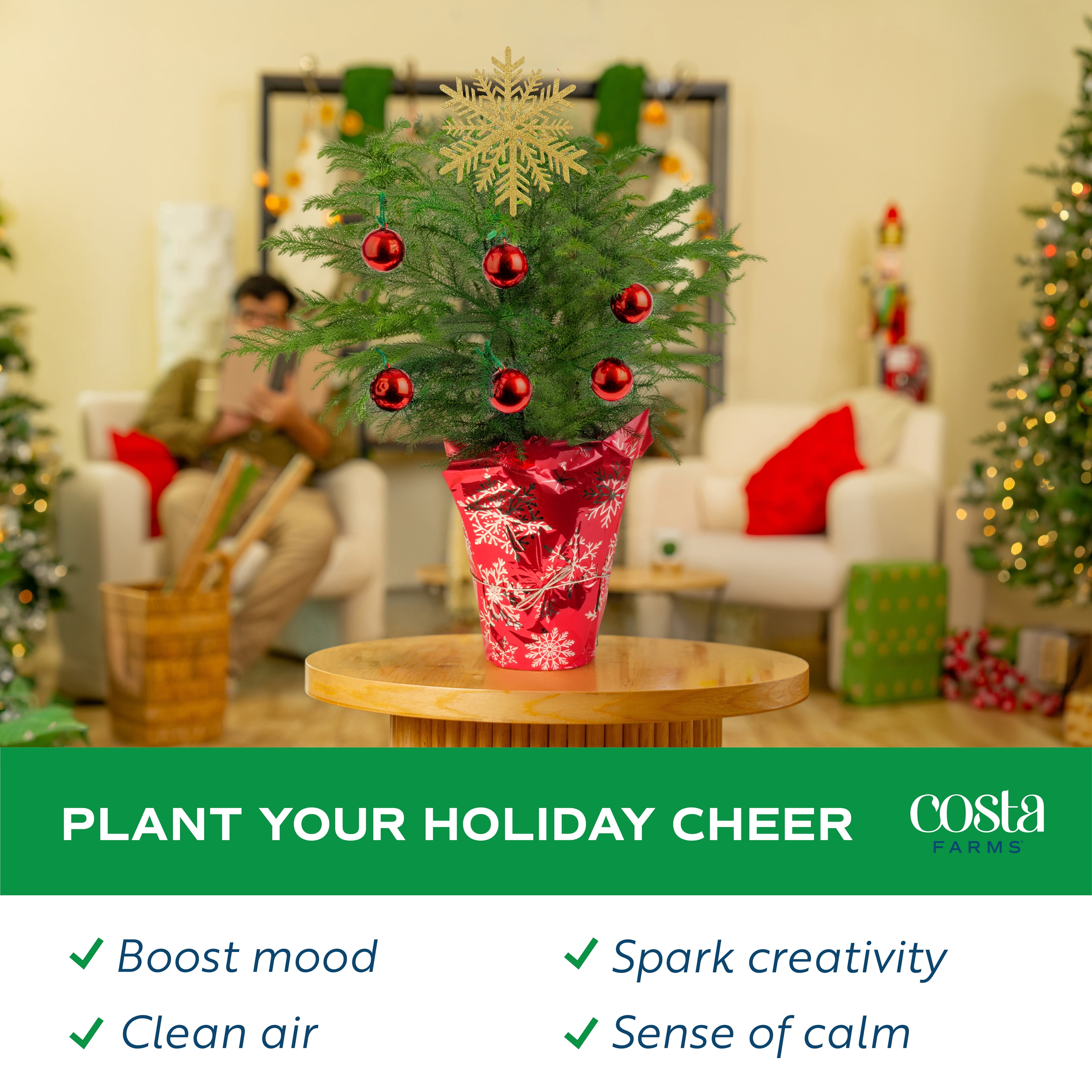 Costa Farms 18" Tall Christmas Tree Bright Direct Sunlight, Indoor Live House Plants, Holiday Cover