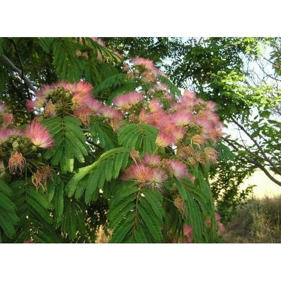 CZ Grain 30 Mimosa Silk Tree Albizia julibrissin Plant Seeds, Fragrant