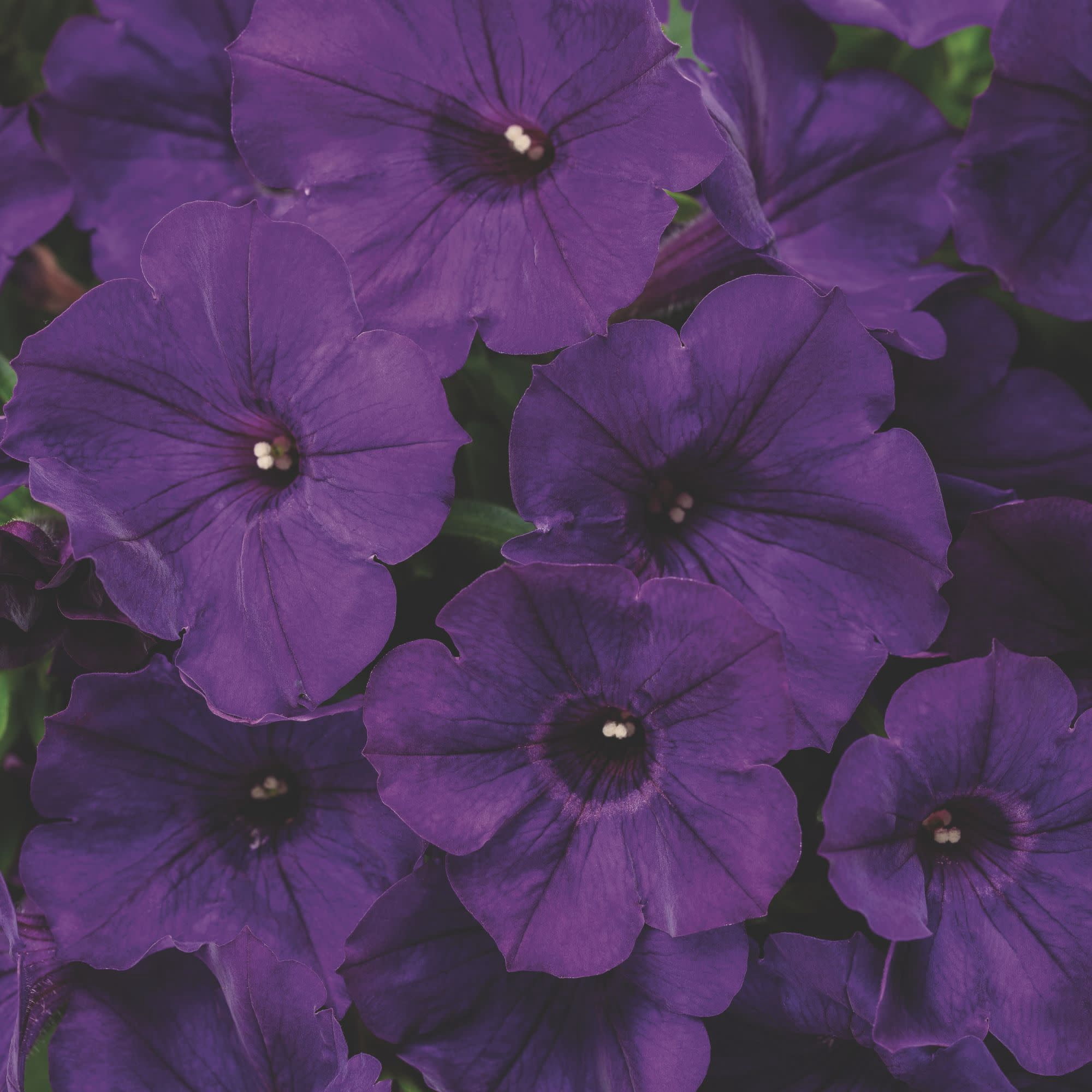 Proven Winners 4" Purple Supertunia Royal Velvet Petunia Live Plant in 4.25" Pot (4 Count)