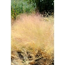 200 CLOUD GRASS Agrostis Nebulosa White Flower Tan Ornamental Grass Seeds