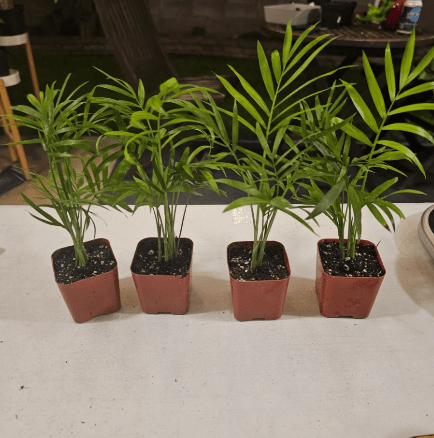 Parlor Palm Live Plant for Indoor, Neanthe Bella Palm in 2 Inch Pot | Real House Plant for Living Room, Office, Desk & Bathroom, Chamaedorea Elegans