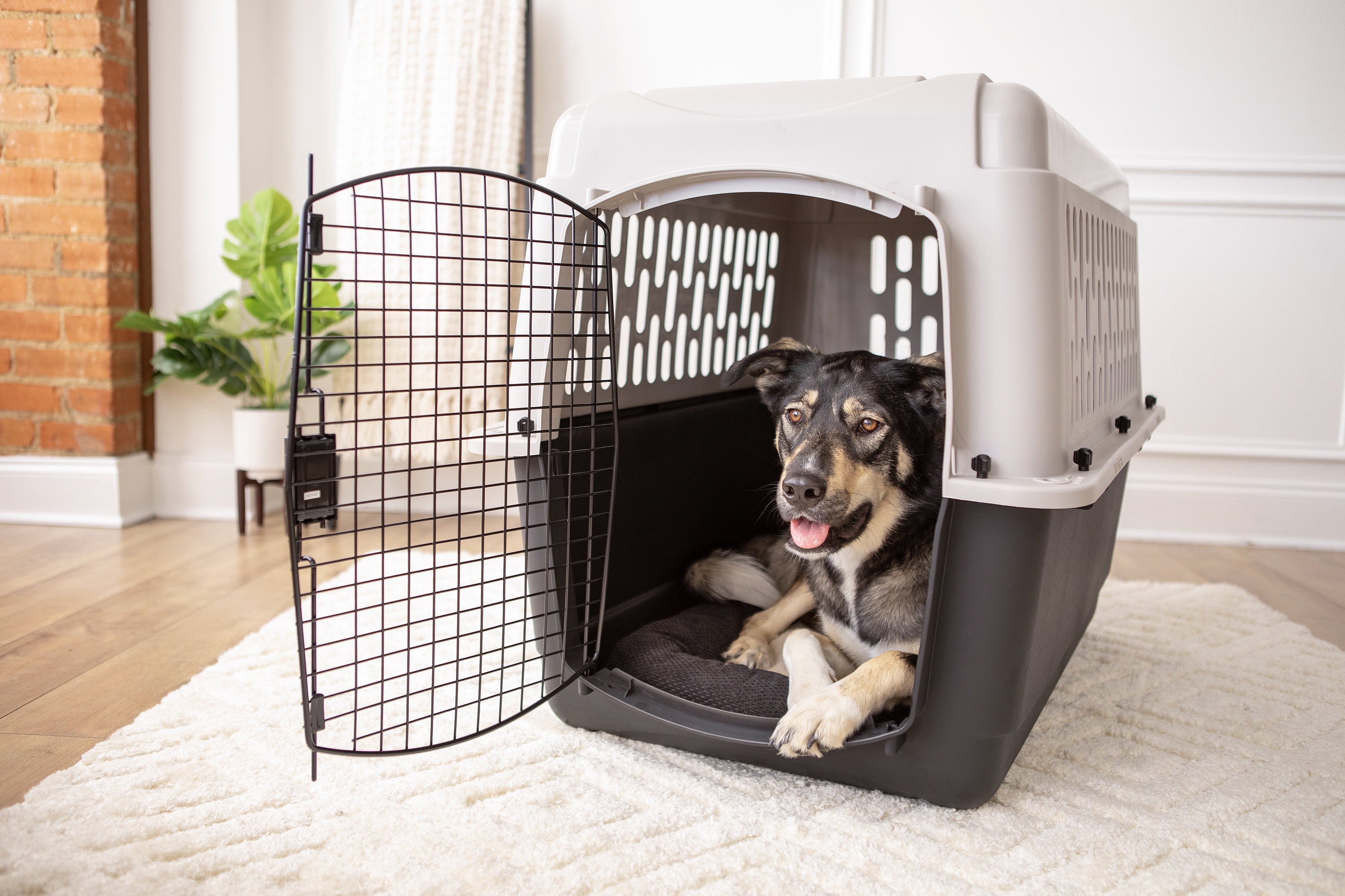 Vibrant life 36 inch dog crate sales