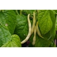 thumbnail image 3 of Golden Wax Bush Bean Plant Seeds, 50 Heirloom Seeds Per Packet, Non GMO Seeds, 3 of 7