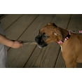 thumbnail image 2 of Country Brook Petz® 1/2 inch Pink Sharks Dog Leash, 6 Foot, 2 of 5
