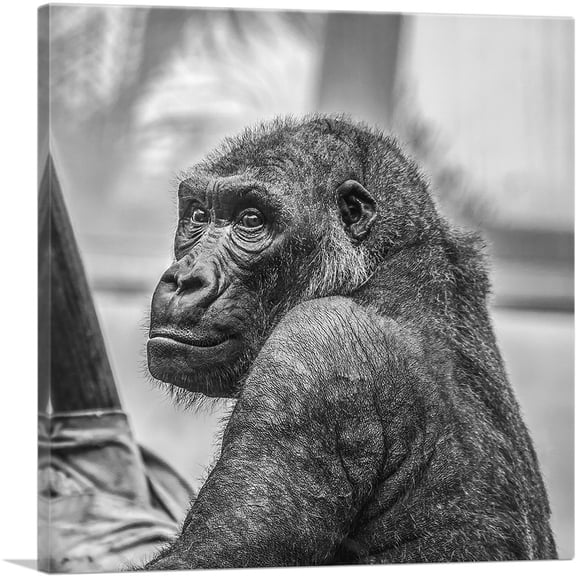 ARTCANVAS Gorilla Home Decor Square Canvas Art Print - Size: 26" x 26" (1.50" Deep)