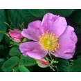 thumbnail image 2 of Fitzharris, Tim 14x12 White Modern Wood Framed Museum Art Print Titled - Wild Rose, 2 of 4