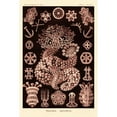 thumbnail image 3 of Haeckel, Ernst 13x18 Black Modern Framed Museum Art Print Titled - Haeckel Nature Illustrations: Sea Cucumbers- Rose Tint, 3 of 5