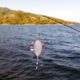 thumbnail image 5 of Señuelo de pescado, cebo de alta simulación, tentador, elástico, luminoso, forma de calamar vivo, señuelo falso suave, aparejos de pesca, 5 of 5