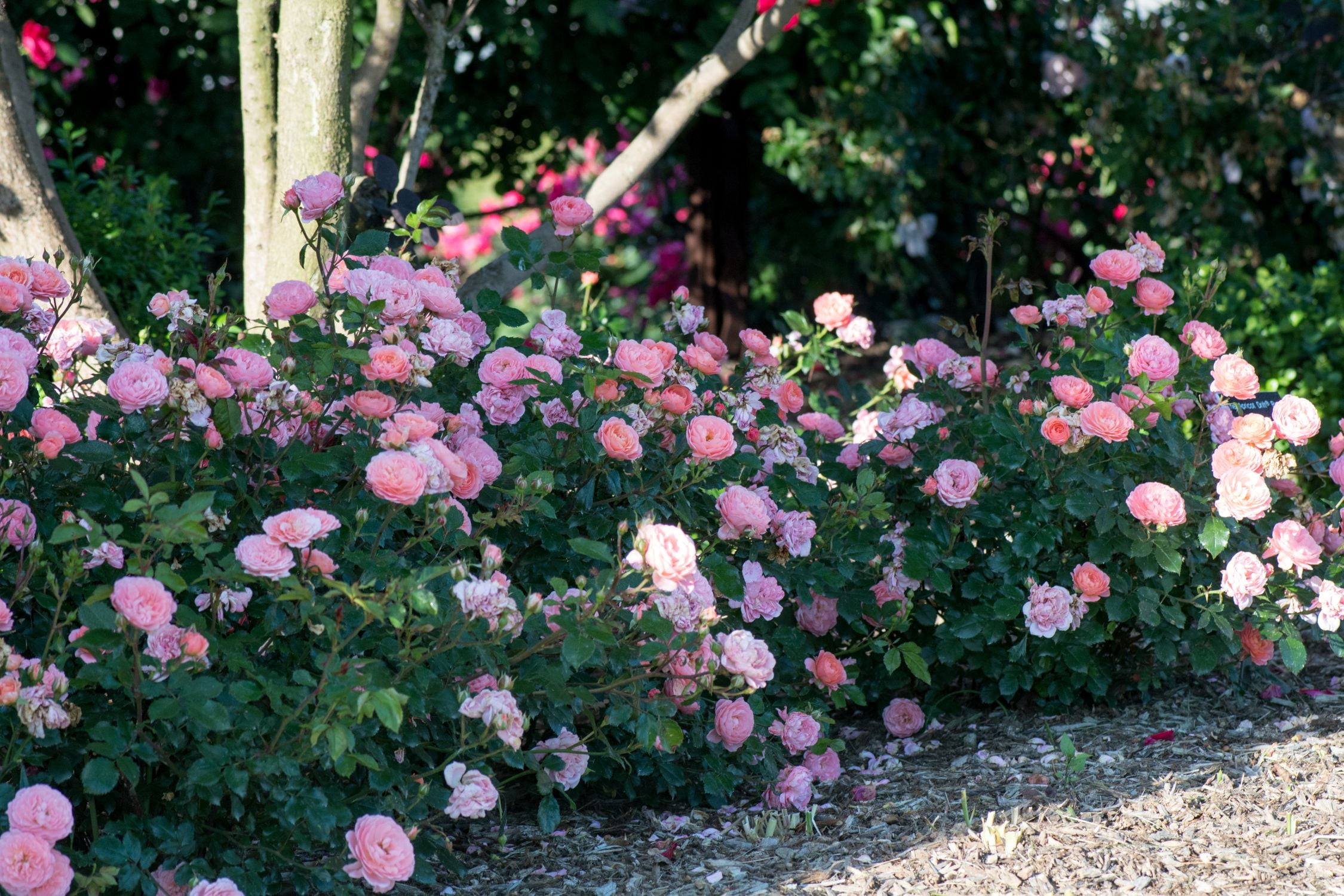 Apricot Drift Rose (1 Gallon) Low-Growing Deciduous Flowering Shrub - Full Sun Live Outdoor Plant