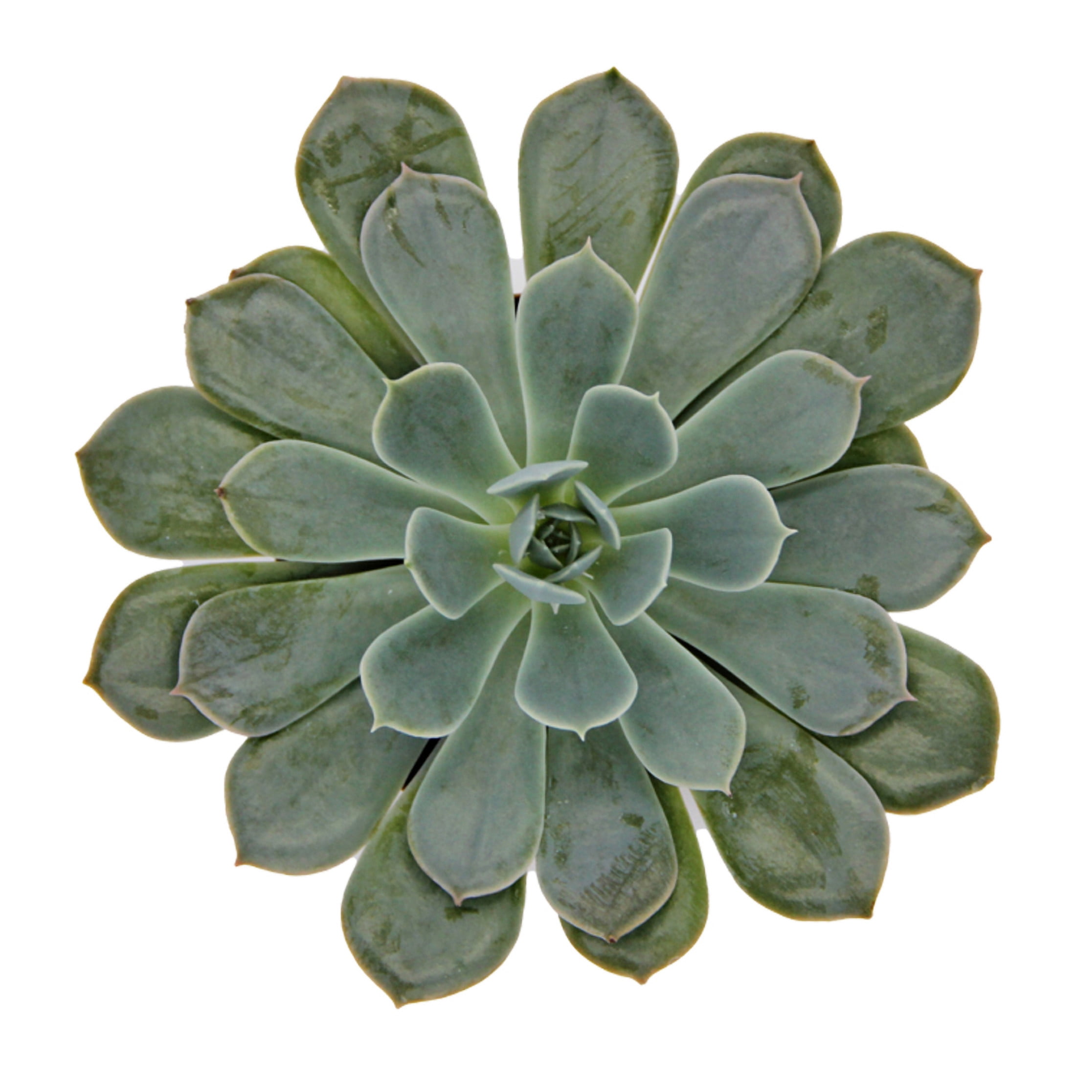 ReptiCulture Assorted Echeveria Desert 2" Pot 3 pk