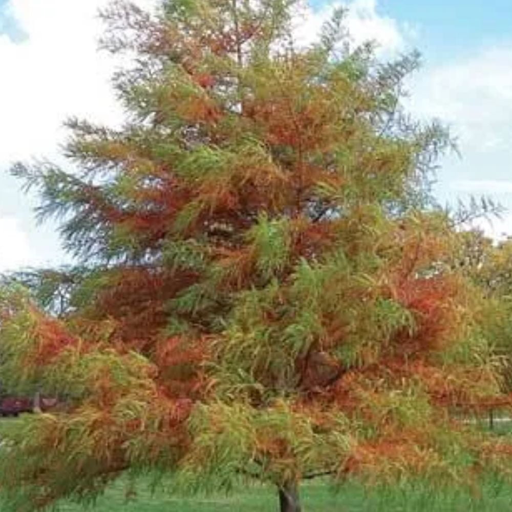 Expert Gardener 2-3 ft tall Bald Cypress Live Tree in 5-Gallon Grower Pot