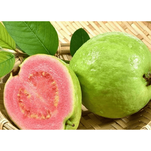 Pink Guava Live Plant, 1 Count