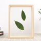 thumbnail image 3 of Marco de fotos de muestra de planta de madera, marcos de fotos de vidrio transparente de doble cara, adorno de decoración de pared para boda DIY Los 21x297cm, 3 of 9