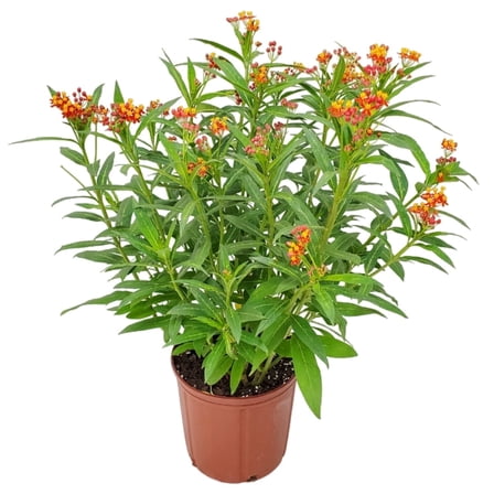 Tropical Plants of Florida 28" to 34" Milkweed Plant; Butterfly Attractor, Full Sunlight, Outdoor Garden, 10" Nursery Planter