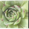 thumbnail image 1 of Garden Succulents II Color by Laura Marshall, Canvas Wall Art, 1 of 1