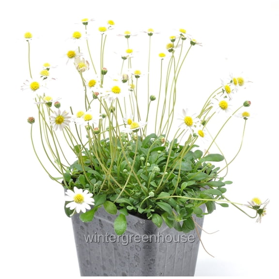 Bellium Minutum, Miniature Daisy - Pot Size: 3" (2.6x3.5") - Flowering Plants, Plants