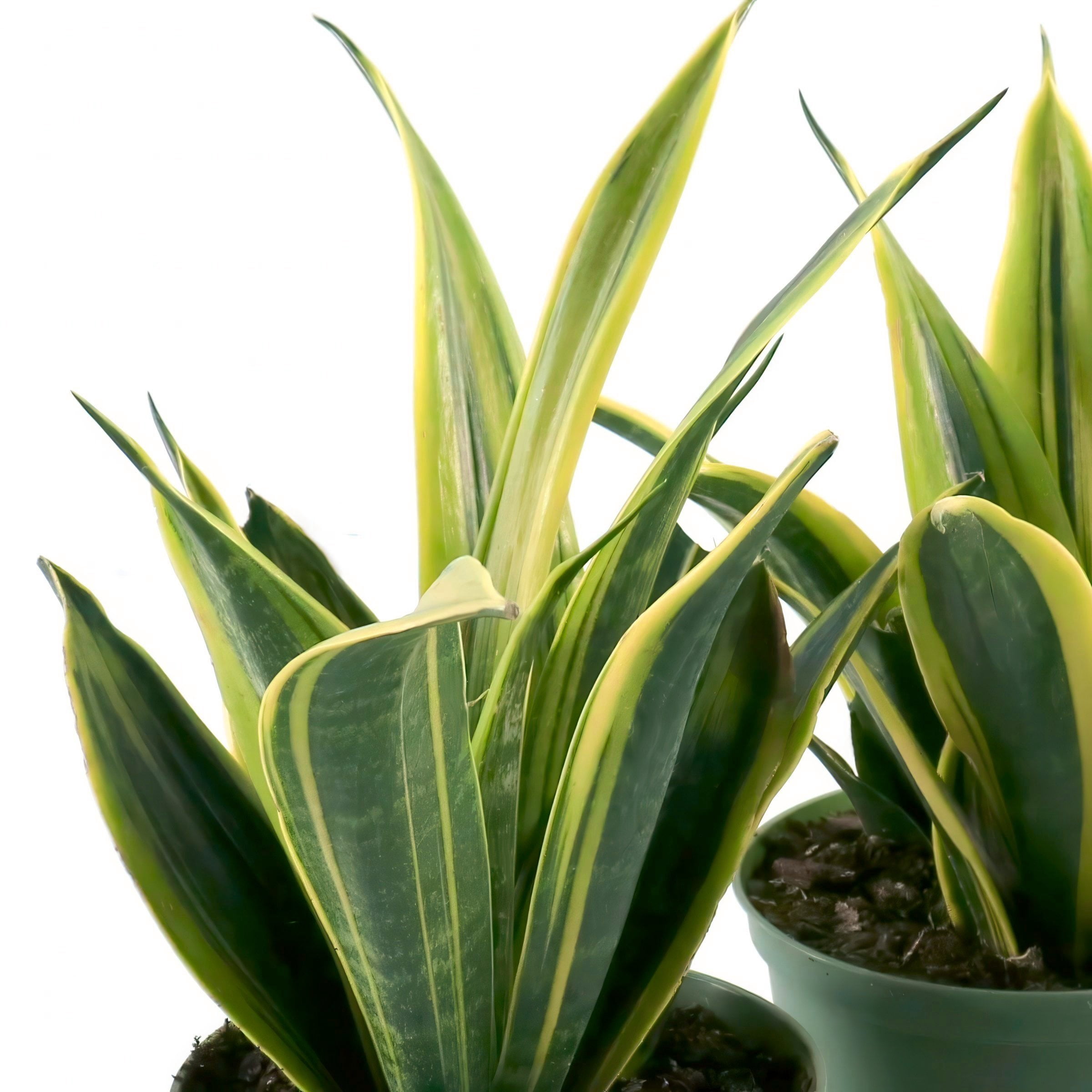6 in. Sansevieria Gold Flame Plant in Grower Container