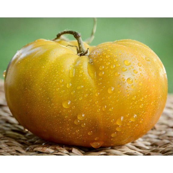 Thorburn's Terra Cotta Terracotta Heirloom Tomato Premium Seeds Packet